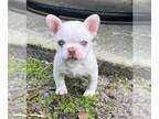 French Bulldog PUPPY FOR SALE ADN-843123 - Pink panda husky short stocky blue