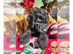Poodle (Standard) PUPPY FOR SALE ADN-843105 - AKC Standard Poodle Pups