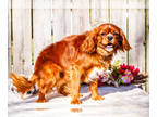 Cavalier King Charles Spaniel PUPPY FOR SALE ADN-843100 - AKC King Charles