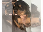 Rottweiler PUPPY FOR SALE ADN-843096 - Rottweiler puppies German European blood