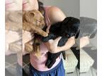 Miniature Labradoodle PUPPY FOR SALE ADN-843069 - Macdoodles Mini Labradoodles