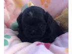 Shih Tzu PUPPY FOR SALE ADN-843067 - CKC female shih tzu