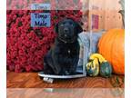 Labrador Retriever PUPPY FOR SALE ADN-843063 - AKC Labrador Retriever Puppies