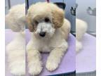 Poodle (Miniature) PUPPY FOR SALE ADN-843050 - AKC Miniature Poodle Puppy