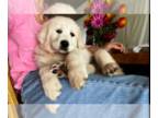 English Cream Golden Retriever PUPPY FOR SALE ADN-843033 - AKC ENGLISH CREAM
