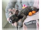 French Bulldog PUPPY FOR SALE ADN-842989 - Hurry up The last chance to have this