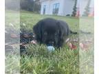 Labrador Retriever-Newfoundland Mix PUPPY FOR SALE ADN-842980 - Labrador