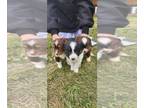 Miniature Australian Shepherd PUPPY FOR SALE ADN-842979 - Toy Australia shepherd