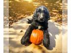Bernedoodle PUPPY FOR SALE ADN-842974 - F1b Bernedoodles