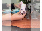 French Bulldog PUPPY FOR SALE ADN-843073 - Male Frenchie