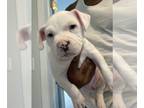 American Bully PUPPY FOR SALE ADN-843045 - American Bullies xl