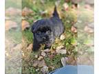 Poovanese PUPPY FOR SALE ADN-842975 - Female Poovanese