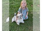 Havanese PUPPY FOR SALE ADN-842973 - Havanese
