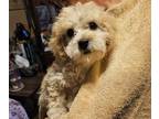Poodle (Miniature) PUPPY FOR SALE ADN-843129 - Sweet poodles