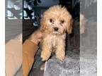 Cavapoo PUPPY FOR SALE ADN-843128 - Pokkie