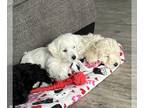 Jack-A-Poo PUPPY FOR SALE ADN-843124 - 2 Jackapoo males