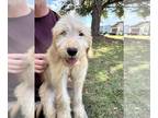 Goldendoodle PUPPY FOR SALE ADN-843101 - Ruff