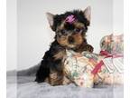 Yorkshire Terrier PUPPY FOR SALE ADN-843098 - Akc Yorkie Puppy For Sale