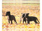 Golden Shepherd PUPPY FOR SALE ADN-843093 - Golden Shepherd