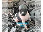 American Hairless Terrier PUPPY FOR SALE ADN-843092 - AMERICAN HAIRLESS TERRIER