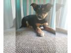 German Shepherd Dog-Miniature Australian Shepherd Mix PUPPY FOR SALE ADN-843090