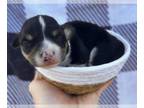 American Corgi PUPPY FOR SALE ADN-843084 - American Corgi