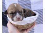 American Corgi PUPPY FOR SALE ADN-843083 - American Corgi