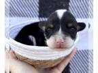 American Corgi PUPPY FOR SALE ADN-843080 - American Corgi