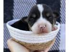 American Corgi PUPPY FOR SALE ADN-843079 - American Corgi