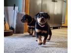 Rottweiler PUPPY FOR SALE ADN-843078 - Female Rottweiler Puppies