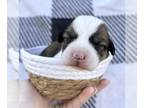 American Corgi PUPPY FOR SALE ADN-843077 - American Corgi