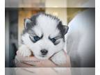 Pomsky PUPPY FOR SALE ADN-843066 - Ziva Teacup