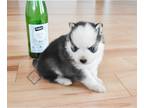 Pomsky PUPPY FOR SALE ADN-843064 - Leo Teacup