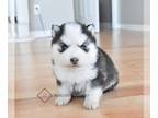 Pomsky PUPPY FOR SALE ADN-843062 - GunnerTeacup