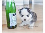 Pomsky PUPPY FOR SALE ADN-843061 - Charlie Teacup