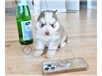 Pomsky PUPPY FOR SALE ADN-843060 - Ryder Teacup