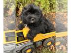 Shiranian PUPPY FOR SALE ADN-843054 - Luca