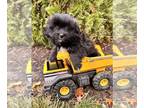 Shiranian PUPPY FOR SALE ADN-843053 - Leo