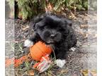 Shiranian PUPPY FOR SALE ADN-843048 - Layla