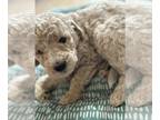 Goldendoodle PUPPY FOR SALE ADN-843046 - Golden Doodles