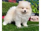Pomeranian PUPPY FOR SALE ADN-843003 - Pomeranian