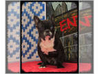 French Bulldog PUPPY FOR SALE ADN-842998 - Fantastic Maverick
