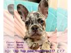 French Bulldog PUPPY FOR SALE ADN-842991 - Beautiful French bulldog Princess