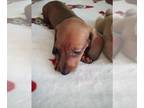 Dachshund PUPPY FOR SALE ADN-842988 - CKC Mini Red Dachshund Female ROSE