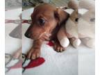Dachshund PUPPY FOR SALE ADN-842987 - CKC Mini Red Dachshund Male MAJOR