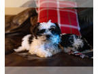 Shih-Poo PUPPY FOR SALE ADN-842986 - Mini Poodle x Shih Tzu Puppies