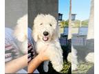Labradoodle PUPPY FOR SALE ADN-842982 - Labradoodle F1b