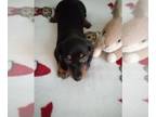 Dachshund PUPPY FOR SALE ADN-842981 - CKC Mini Black and Tan Dachshund AXEL