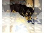 Dachshund PUPPY FOR SALE ADN-842977 - CKC Mini Black and Tan Dachshund AXEL