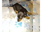 Dachshund PUPPY FOR SALE ADN-842972 - CKC Mini Black and Tan Dachshund LILLY